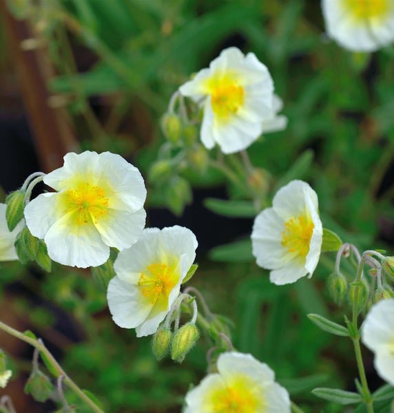 Sonnenröschen-Blüten mit gelber Mitte