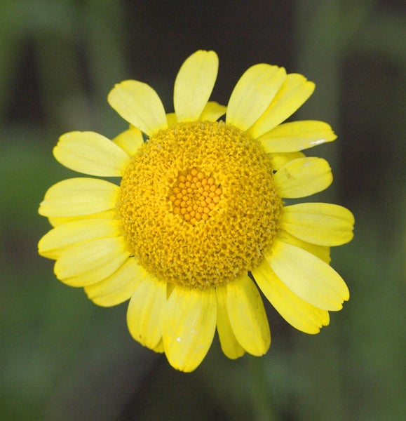 Nahaufnahme einer gelben Ringelblume