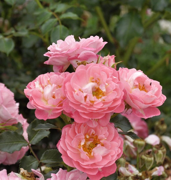 Nahaufnahme von rosa Rosenblüten