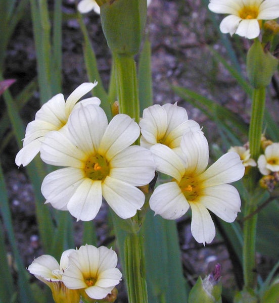 Nahaufnahme von weißen Satinblumen