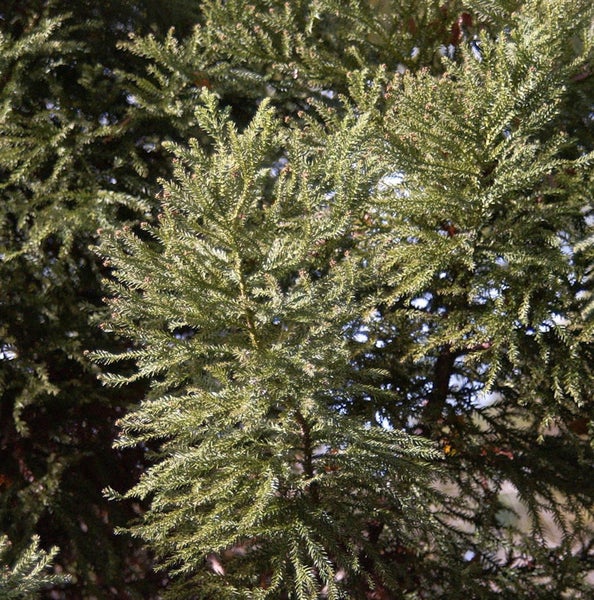 Nahaufnahme einer Sicheltanne mit Nadeln