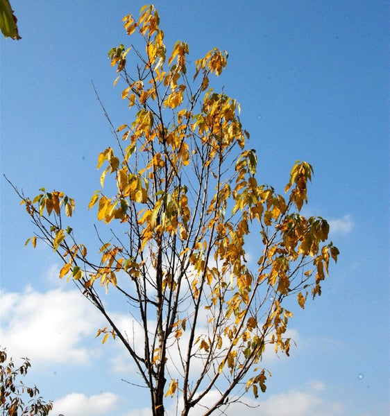 Baum mit gelben Blättern vor blauem Himmel