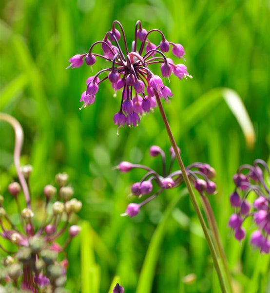 Blütenstände des Zierlauchs im Garten