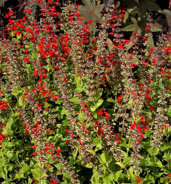 Beet mit Salbei Splendens Pflanzen und roten Blüten