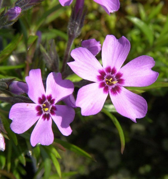 Nahaufnahme von lila Blaukissenblüten mit fünf Blütenblättern und dunkler Mitte.