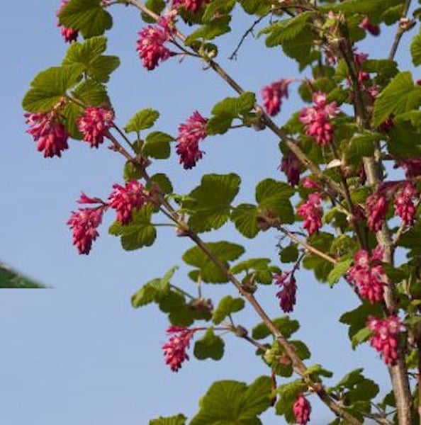 Blühende Zierjohannisbeere im Garten.