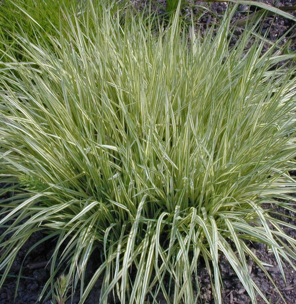 Büschel von Ziergras im Gartenbeet