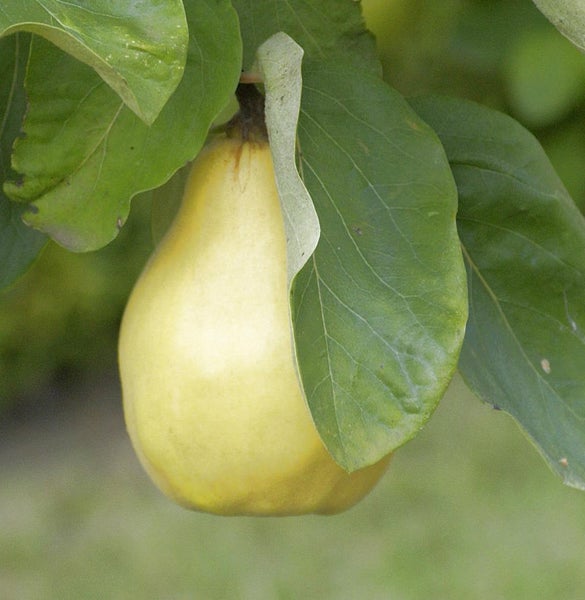 Quitte am Baum mit Blättern