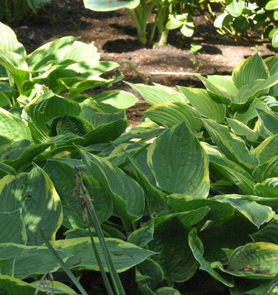 Nahaufnahme von Funkienblättern im Garten