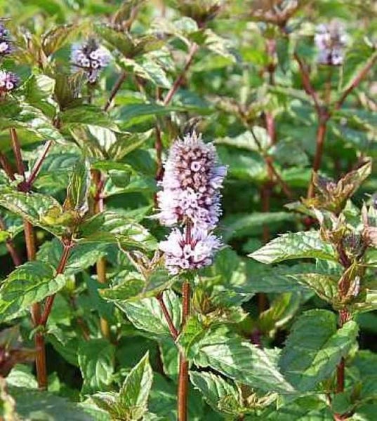 Nahaufnahme einer blühenden Pfefferminzpflanze mit grünen Blättern