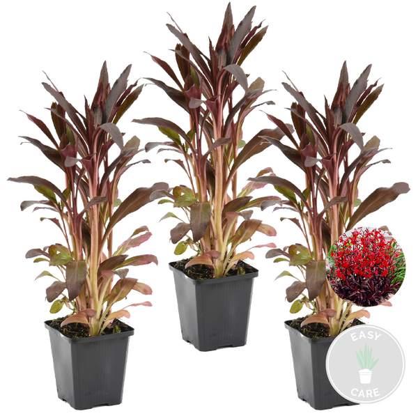 Drei Lobelia cardinalis Queen Victoria in Töpfen mit dunkelroten Blättern und roten Blüten, pflegeleicht.