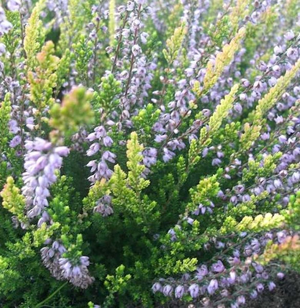 Blühende Heidepflanze mit grünen und lilafarbenen Blüten