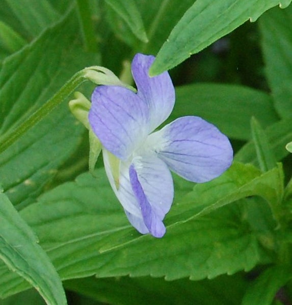 Blüte einer Veilchen Pflanze
