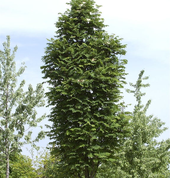 Säulen-Eberesche Baum im Garten