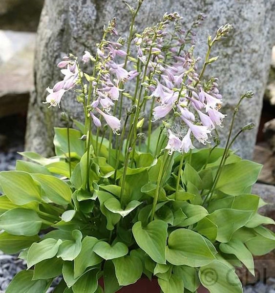 Funkienpflanze mit grünen Blättern und violetten Blüten im Garten.