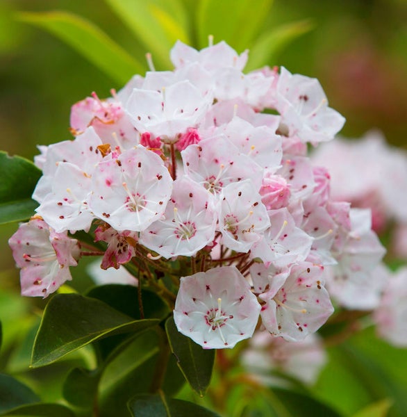 Blütenstand einer Lorbeerrose