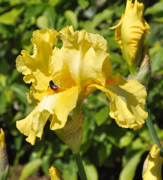 Gelbe Schwertlilie mit Insekt