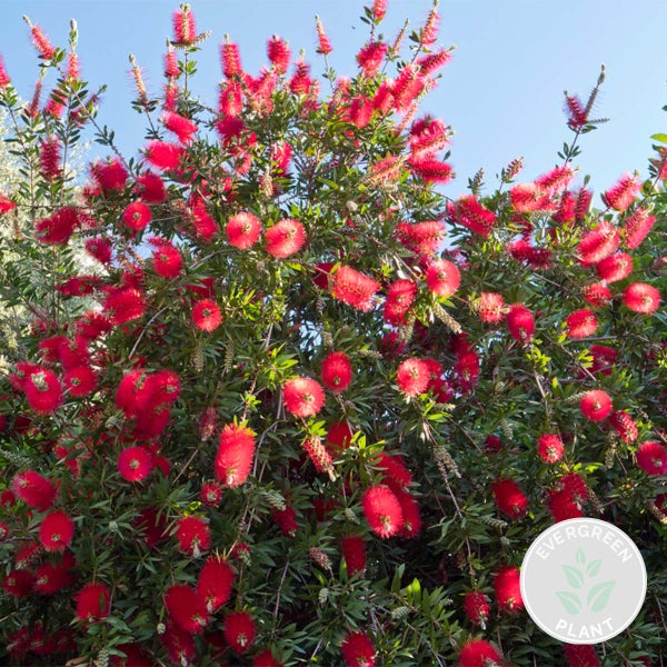 Abbildung einer Topfpflanze, Höhe 100 bis 110 cm, Topfdurchmesser 21 cm