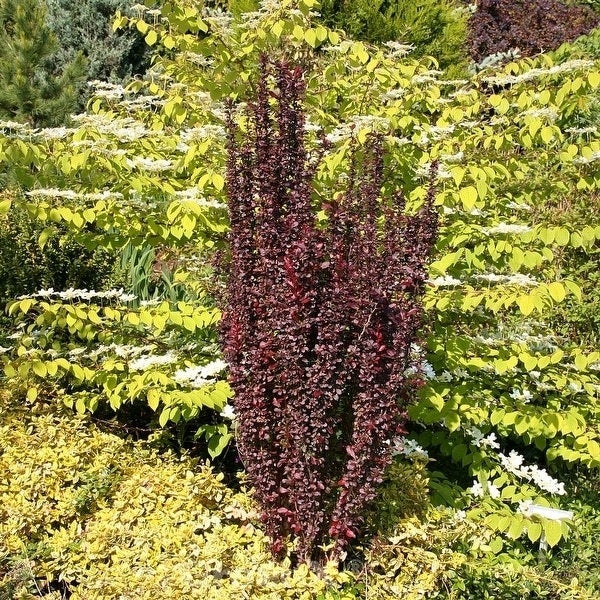 Sauerdornpflanze im Garten