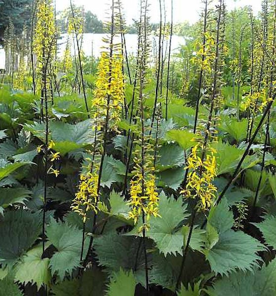 Darstellung von Pfeilwurz mit gelben Blüten in einer Gartenanlage.