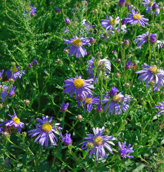 Nahaufnahme von lila Raublattastern im Garten