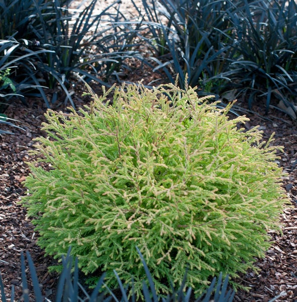 Goldene Hinoki Zypresse im Gartenbeet