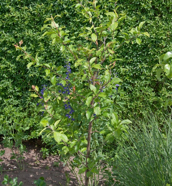 Junger Baum mit grünen Blättern im Garten
