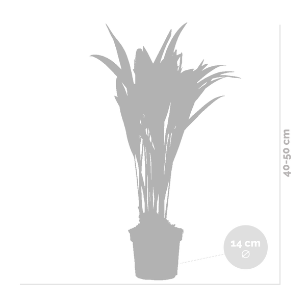 Bloomique - 2er Set - Dypsis Lutescens - Goldfruchtpalme - Areca Palme - Zimmerpflanzen - Pflegeleicht - Haustierfreundlich - Höhe 40-50 cm - Topf 14 cm