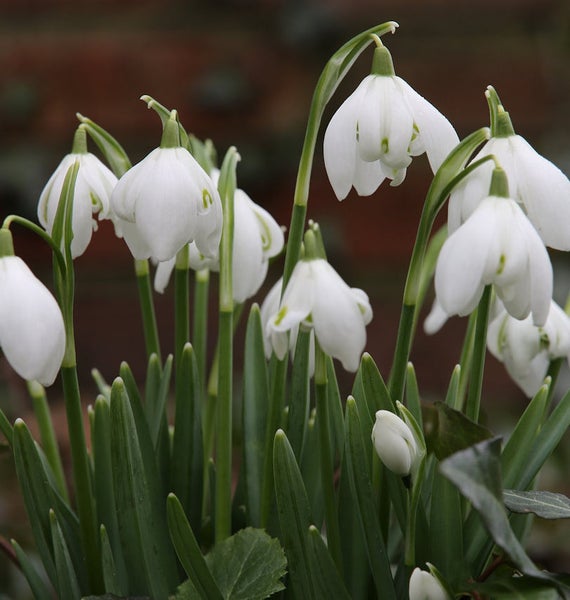 Gruppe von Schneeglöckchen mit grünen Blättern