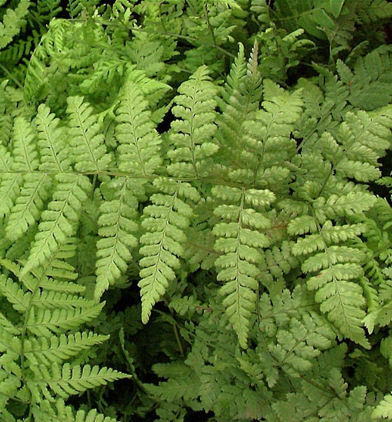 Nahaufnahme von Farnblättern