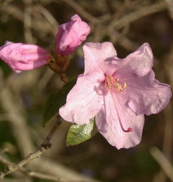 Nahaufnahme einer rosa Rhododendronblüte