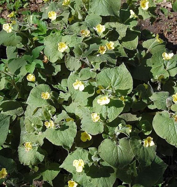 Blühende Goldnessel im Garten
