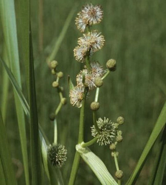 Blüte der Gewöhnlichen Pfeilkraut Pflanze