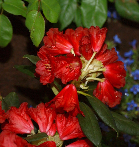 Nahaufnahme einer roten Rhododendronblüte mit Blättern