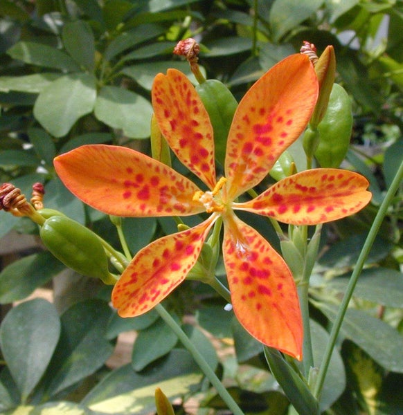 Blüte der Tigerblume mit gefleckten Blütenblättern