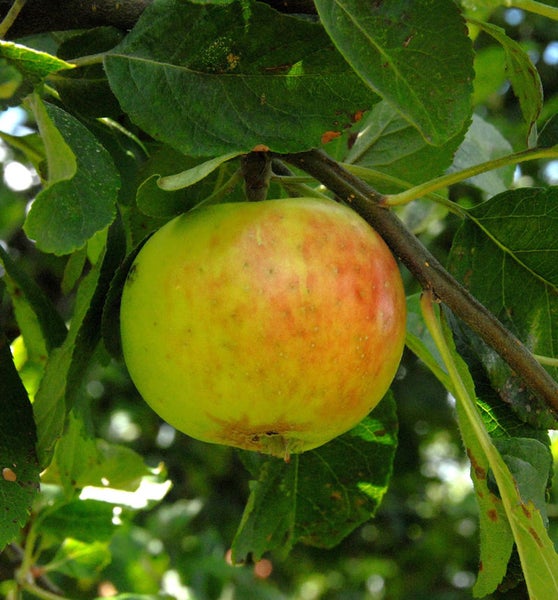 Apfel am Baum mit Blättern