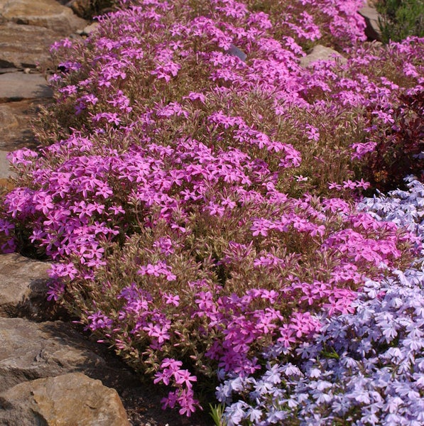 Bodendeckerpflanzen mit pinkfarbenen Blüten im Gartenbeet