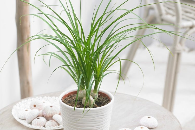 Beaucarnea nolina 'Recurvata' - Elefantenfuß - Pflegeleicht - ⌀12 - ↕30 cm