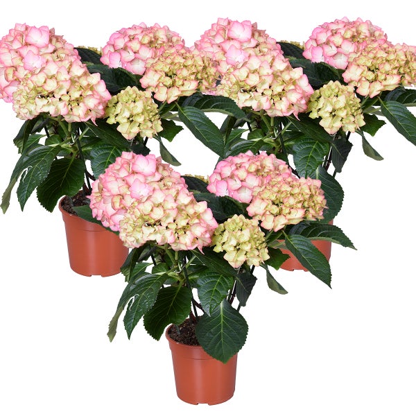 3x Hydrangea Macrophylla 'Early Rosa' - Hortensie - Strauch - Winterherz – ⌀14 cm - ↕30-40 cm
