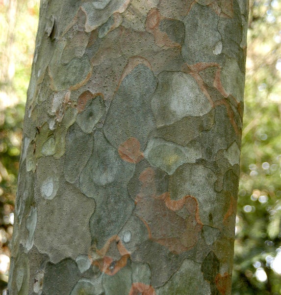 Nahaufnahme eines Baumstamms mit gefleckter Rinde