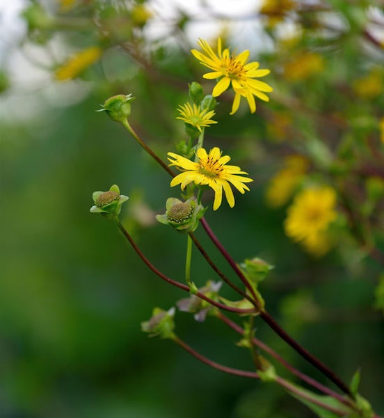 Gelbe Blumen mit grünen Knospen auf Stielen