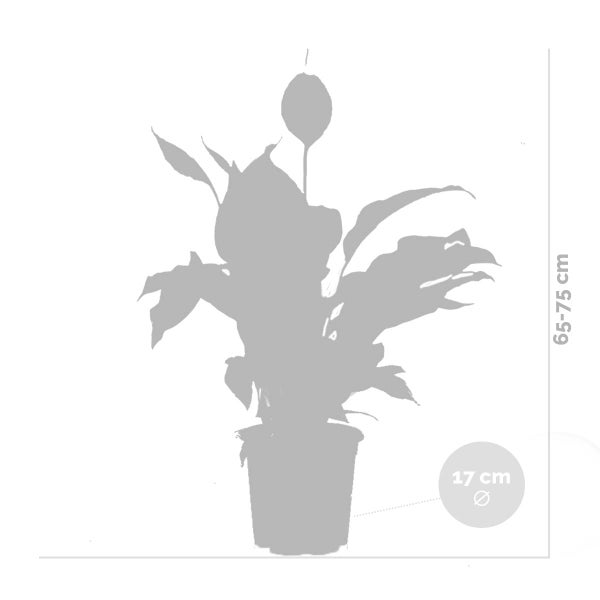 Spathiphyllum 'Bingo Cupido' - Friedenslilie - Zimmerpflanze - Deodorant – ⌀17 cm - ↕65-75 cm