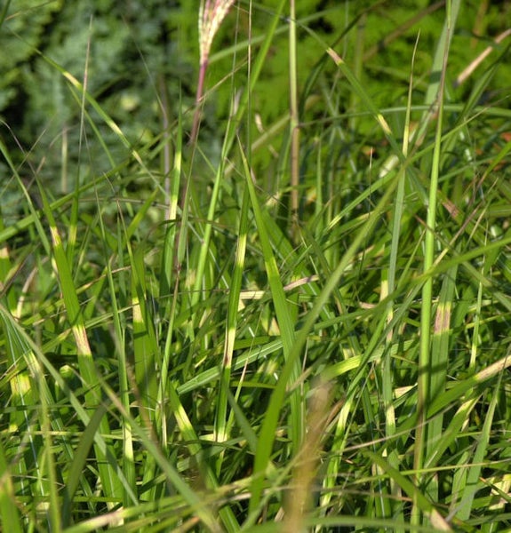 Detailaufnahme von Ziergras im Garten.
