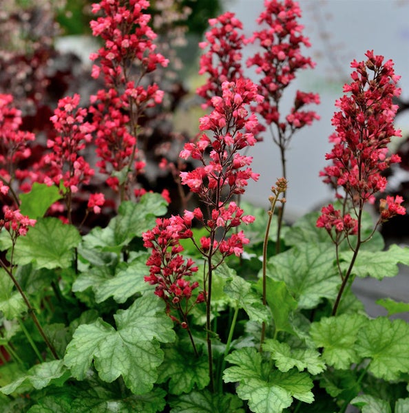 Nahaufnahme einer Heuchera Pflanze mit kleinen, roten Blüten und grün-silbernen Blättern.