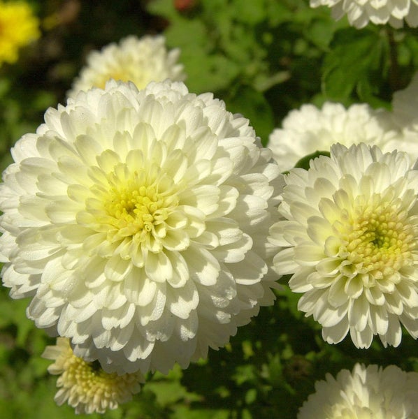 Nahaufnahme von weißen Chrysanthemenblüten