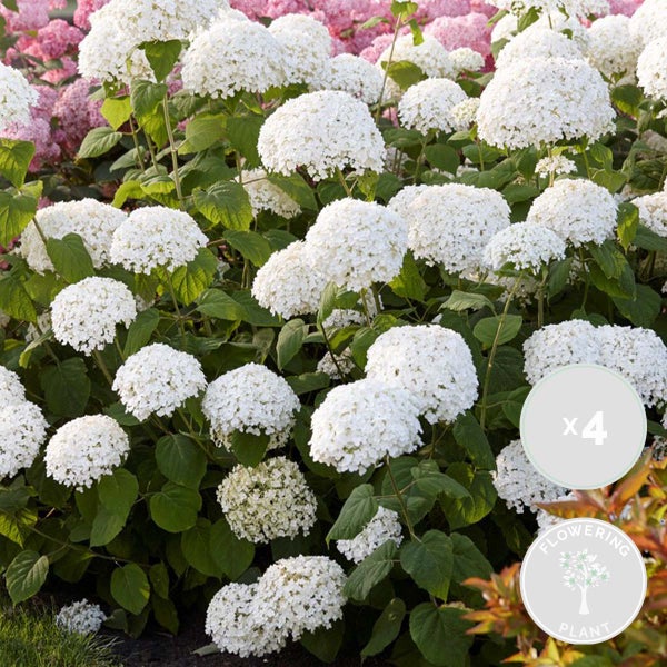 Bloomique - 4er-Set - Hydrangea Strong Annabelle - Hortensie - Weiß - Gartenpflanzen - Winterhart - 40-50 cm Hoch - Topf 19 cm