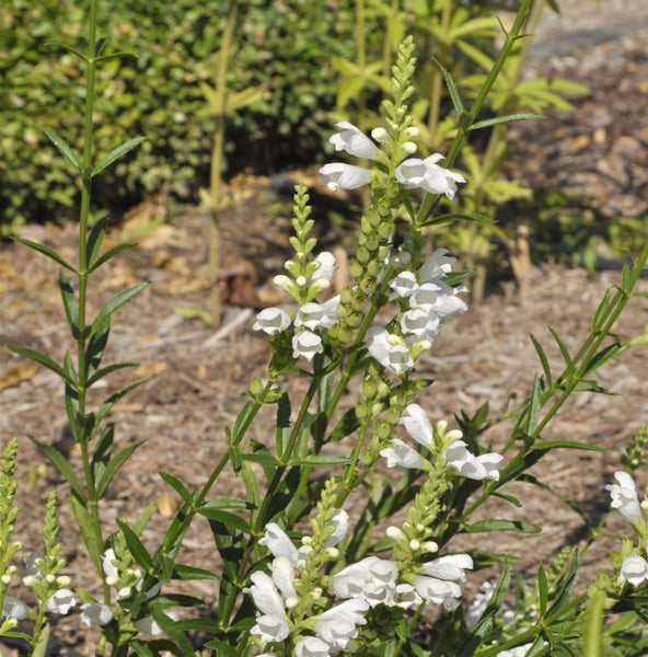 Garten mit Weißem Gelenkblumen Bewuchs