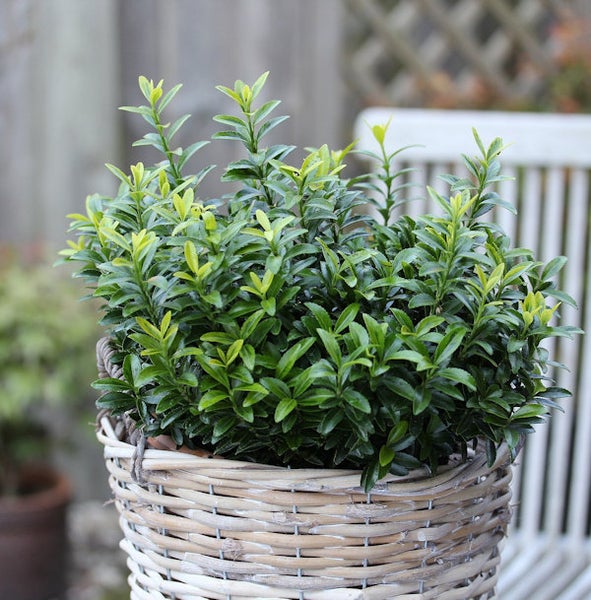 Im Korb gepflanzter Buchsbaum für den Garten