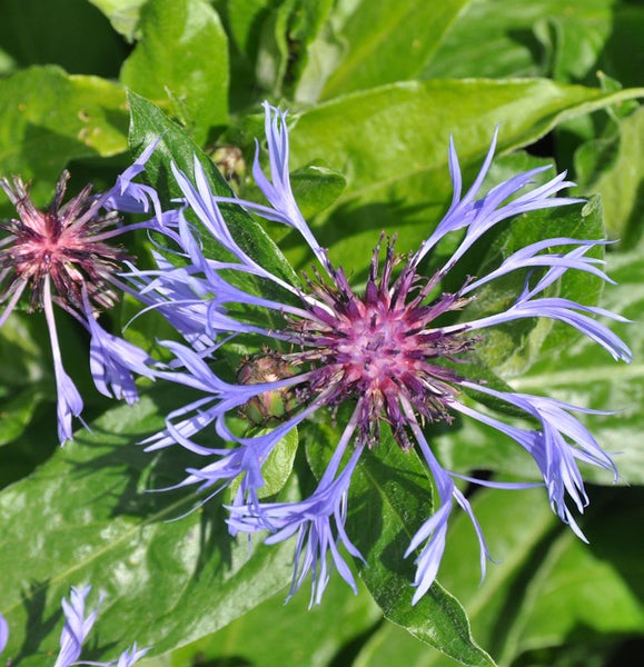 Nahaufnahme einer Kornblume mit grünen Blättern