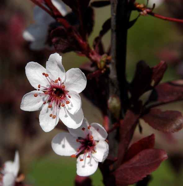 Nahaufnahme von weißen Blüten an einem Zierkirschbaum